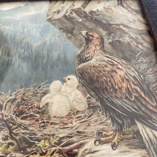 Vintage framed eagle chicks - framed,