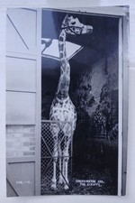 Vintage Chessington Zoo Postcard Happy the Giraffe Friths 1960s.