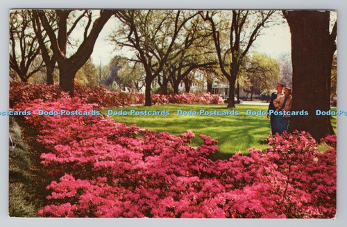 R783686 azalea time mobile - in,