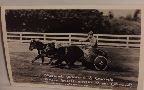Cal poly shetland ponies - cal,