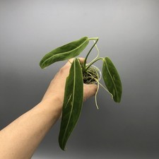 Anthurium warocqueanum #14