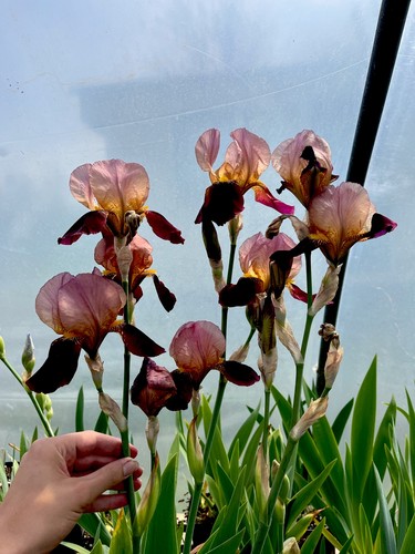 Bearded iris indian - bearded,