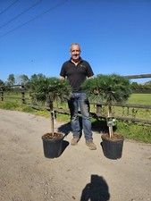 Pinus Nigra Brepo. Dwarf
