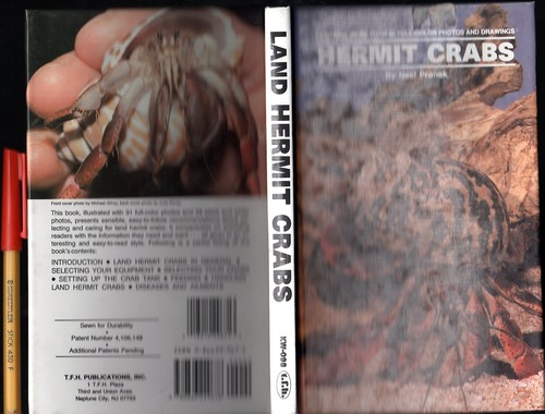 Keep land hermit crabs - hermit, as