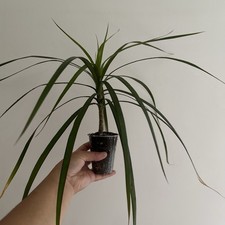 Dracaena Palm Tree Plant Potted Rooted