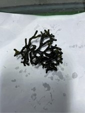 Codium macro algae marine seahorse refugium