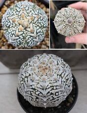 Astrophytum Asterias Superkabuto V | 10 Seeds | Rare Cactus | Same Day Dispatch