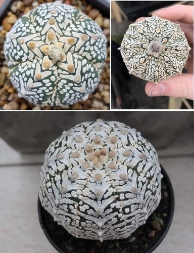 Astrophytum asterias - astrophytum,
