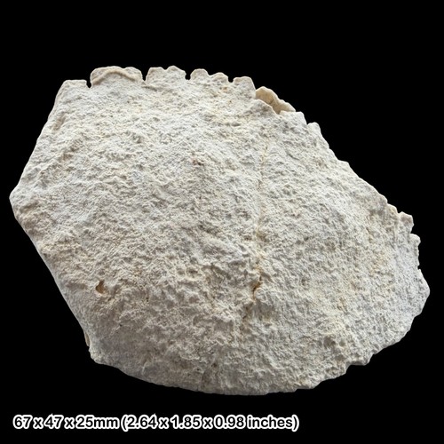Rare fossil crabs brachyura - rare,