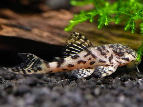 L236 cracked zebra - l236, pleco