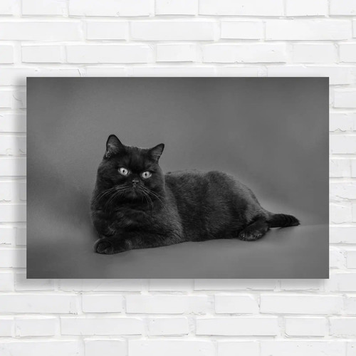 Captivating black cat - black,