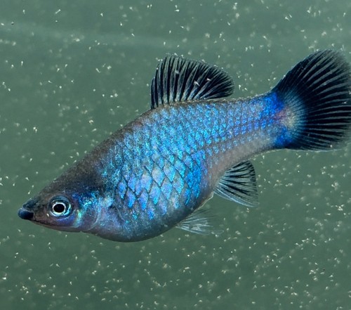 Blue wag platies - wag,