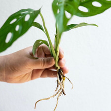 Swiss cheese monstera - swiss,