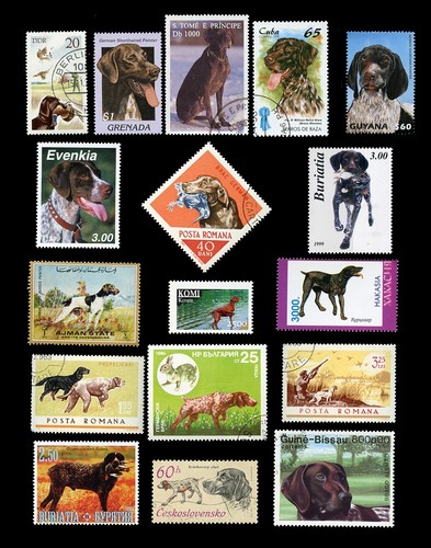 German shorthaired pointer gsp - german,