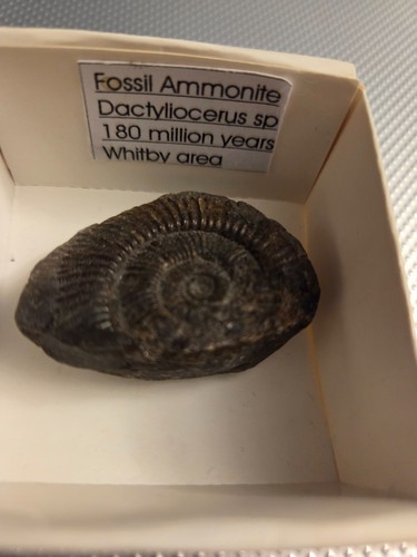 Ammonite fossil small - small,