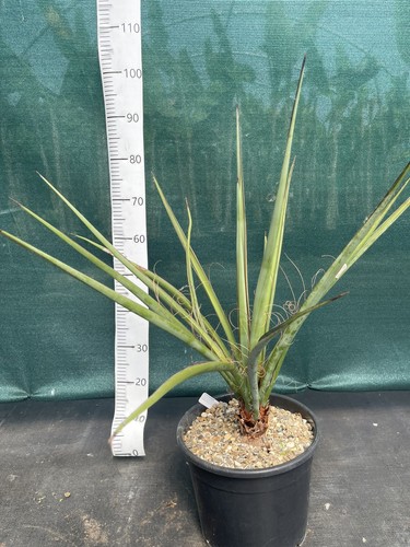 Yucca treculeana litre 90cm - 12,