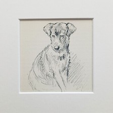 Lakeland Terrier dog sketch print by KF Barker 1930s/40s - mounted