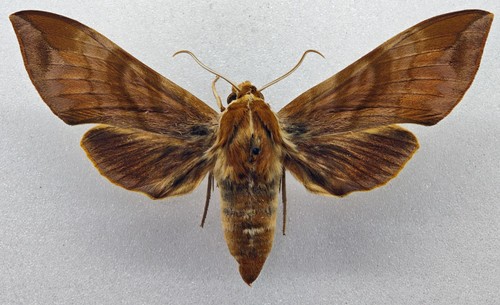 Sphingidae ampelophaga - sphingidae,