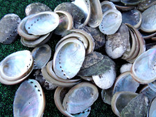 30 X SMALL SEA SHELLS HALIOTIS