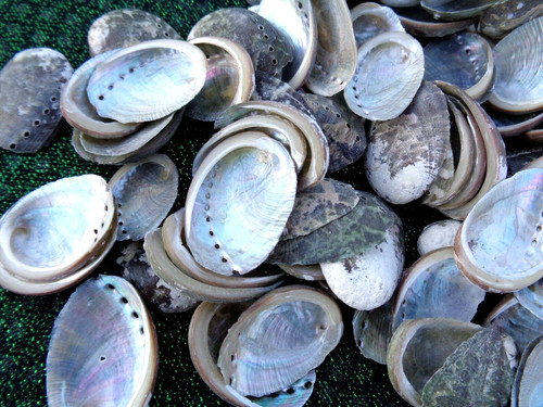 Small sea shells - 30, haliotis