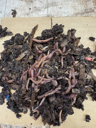 Red wiggler composting worms