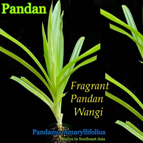 Fragrant pandan wangi - ~fragrant,