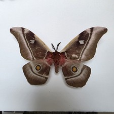 Bunaea aslauga Set Specimen