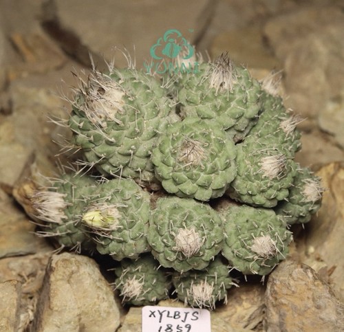 Rare live house plant - rare,