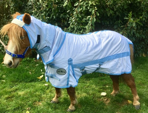 Mini shetland - mini, shetland/shetland/small