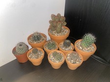 Cactus Plant Collection