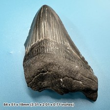 Authentic Carcharodon