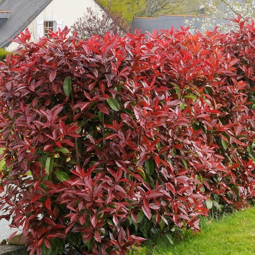 Red robin photinia shrub - shrub, plant