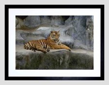 TIGER BIG CAT AFRICAN BLACK FRAME FRAMED ART PRINT PICTURE MOUNT B12X9384