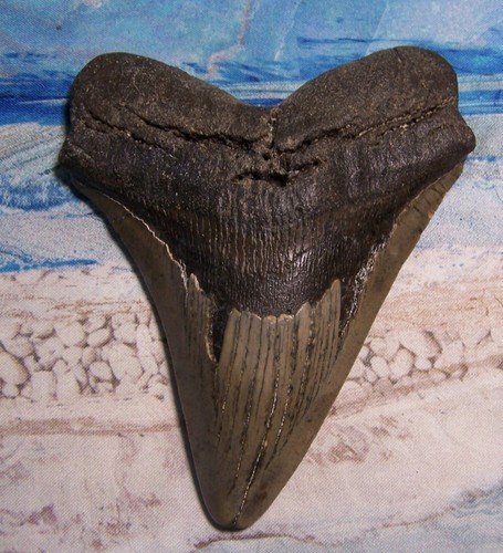 Megalodon shark tooth 16 - megalodon, 3/16"