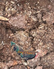 100% Pure chicken manure fresh