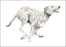 Running lurcher greeting card