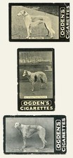 Borzoi russian wolfhound dog - wolfhound,