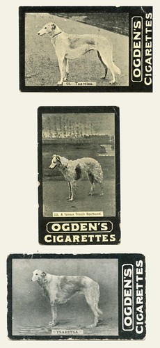 Borzoi russian wolfhound dog - borzoi,