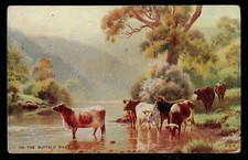 1906 Postcard ~On the Buffalo