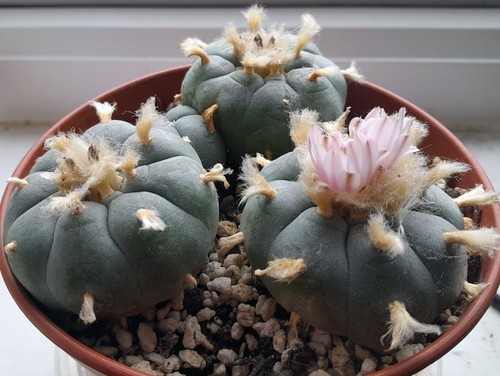 Anhalonium williamsii seeds - williamsii,