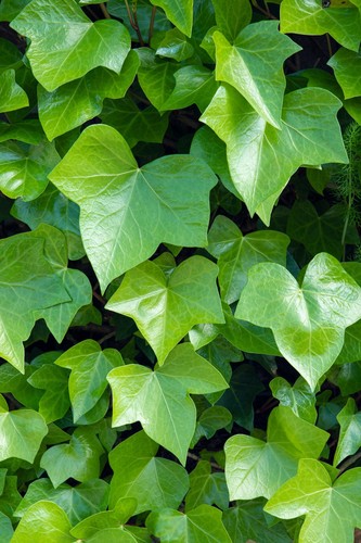 Fresh cut ivy leaf stick - cut,