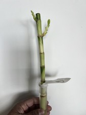 Lucky bamboo cane 30cm indoor - lucky,