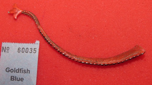 Unknown dragon tail metal ral - tail,