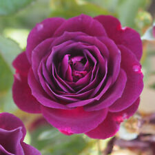 Ebb Tide - 5.5lt Potted Floribunda Garden Rose - Smoky Plum/Purple - Fragrant