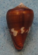 Conus fantasmalis 23mm maio - fantasmalis,