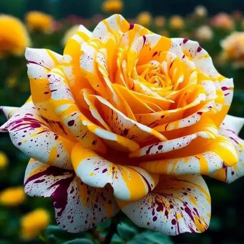 100pcs beautiful rose seeds - rose,
