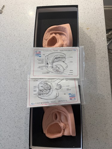 Male female urethral - male-female,