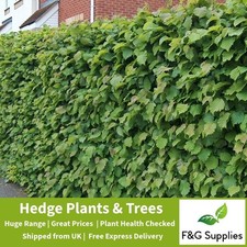 Hazel Corylus native bare root hedge plants hedging - 7 sizes Presale