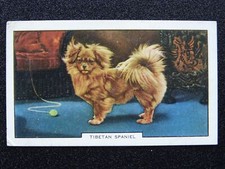 TIBETAN SPANIEL Dogs 2nd Series by Gallaher Ltd 1938