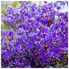 Rhododendron Blue Silver